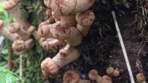 Опята, грибы опята))🍄🟫🌳🌲 Много грибов, но не в этот раз)) Сезон грибов - осень 2024
