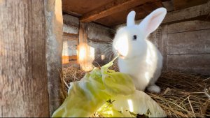 Появился петух, который кидается/вечернее кормление