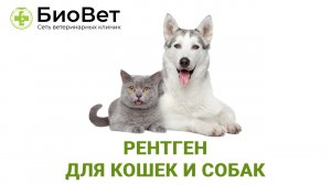 Рентген для кошек и собак