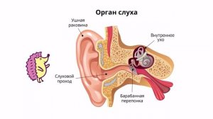 Окружающий мир (органы чувств)