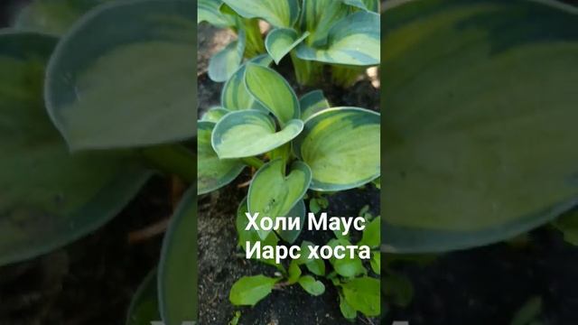 Холи Маус Иарс хоста #хостыкупить #хосты #хостымышки