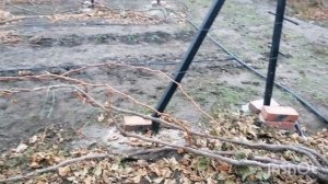 Обрезка сильно пострадавшего куста винограда от весенних заморозков. Влагозарядный полив. Черенки.