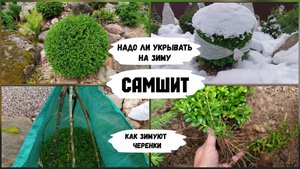 Надо ли укрывать на зиму самшит.