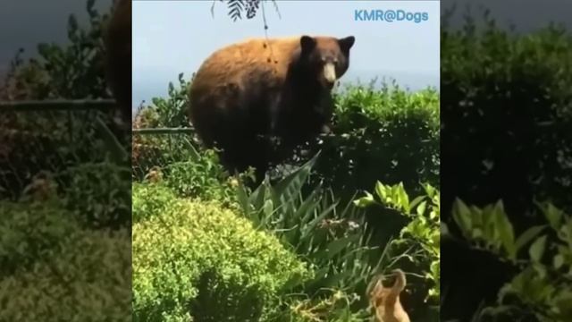 Медведь забыл дорогу, забыл, куда он шёл. Но он запомнил точно, ни шагу больше в этот двор😨😂