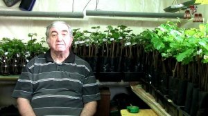 🍇 Нужен ли стимулятор корнеобразования для укоренения черенков винограда? Часть 2
