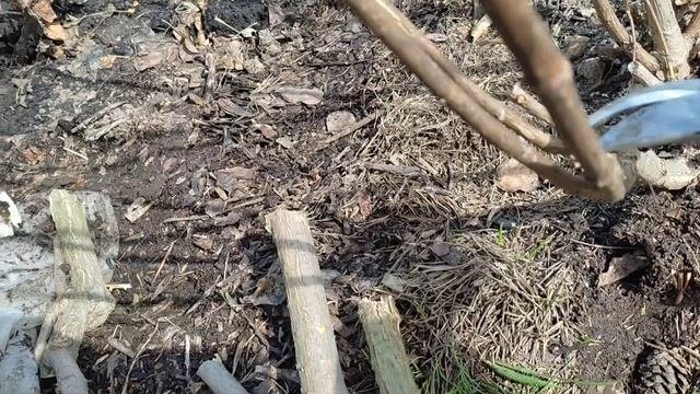 Обрезка взрослых кустов метельчатых гортензий