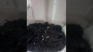 Бизнес план на перепелах, содержание перепелят плюсы и минусы