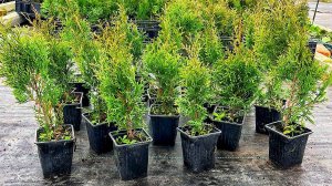 туя Смарагд