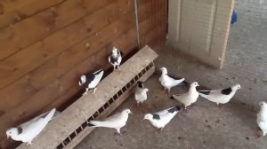 Бакинские бойные голуби