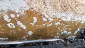 Снегоболотоход Tinger Compact 500