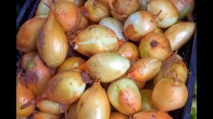 Лук репчатый, афлотоксин, бутулин