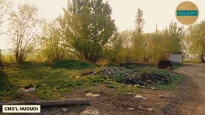Пустынная жизнь Desert life Cho'l hayoti