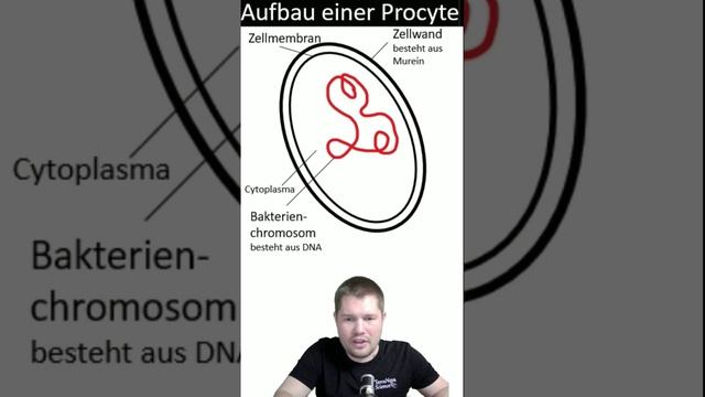 Der Aufbau einer Procyte in 60 Sekunden #biologie #geneticmaterial