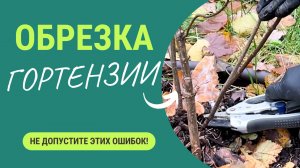 Обрезка гортензии осенью: не допустите эти ошибки!