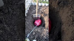 хранение чеснока вплоть до нового урожая