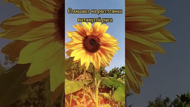 солнышко в кармане. #лето красивый ролик #shorts
