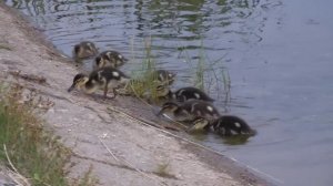 Утро на озере.