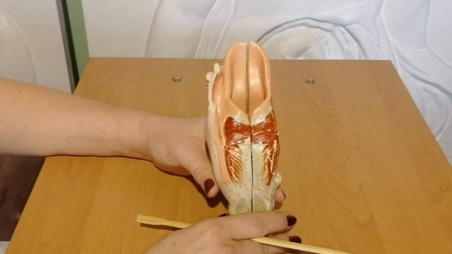 Larynx смотреть онлайн