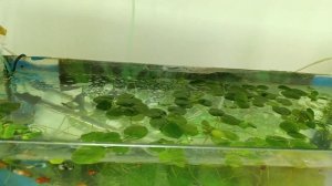 Лимнобиум . Условия содержания. #аквариумное_растение #aquarium #betta #аквариум