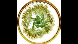 Leveldva - Sergey Pushkin Vitamin