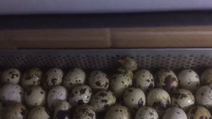 КАК ВЫЛУПЛЯЮТСЯ ПЕРЕПЕЛА | НАШ ПЕРВЫЙ ПЕРЕПЕЛ | БИЗНЕС НА РАЗВЕДЕНИИ ПЕРЕПЕЛОК