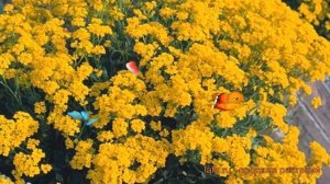Кореопсис обыкновенный Золотой малыш 🌿 обзор: как сажать, саженцы кореопсиса Золотой малыш