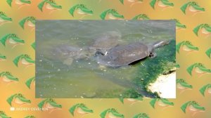 Самые Редкие Животные в Мире, Которых Стоит Увидеть