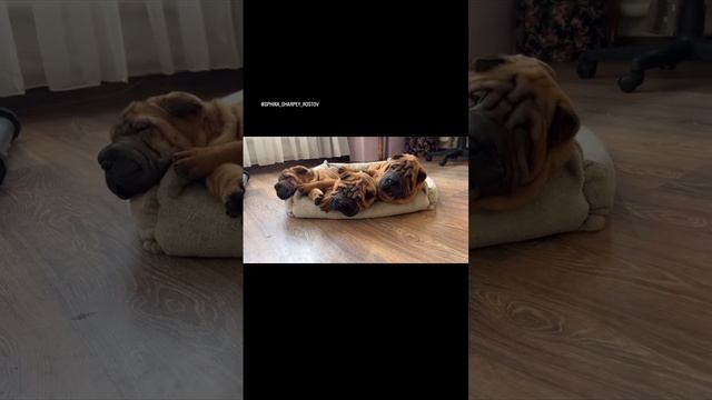 Щенки шарпея