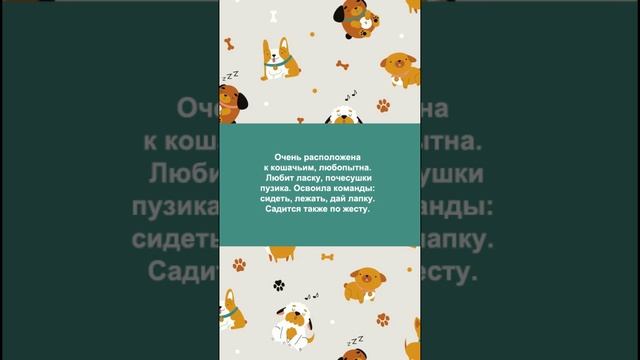 ❤ Щенок Бусинка ищет дом! 🏡 🐕