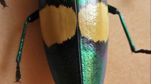 ИЗ МИРА: 97. Chrysochroa saundersii