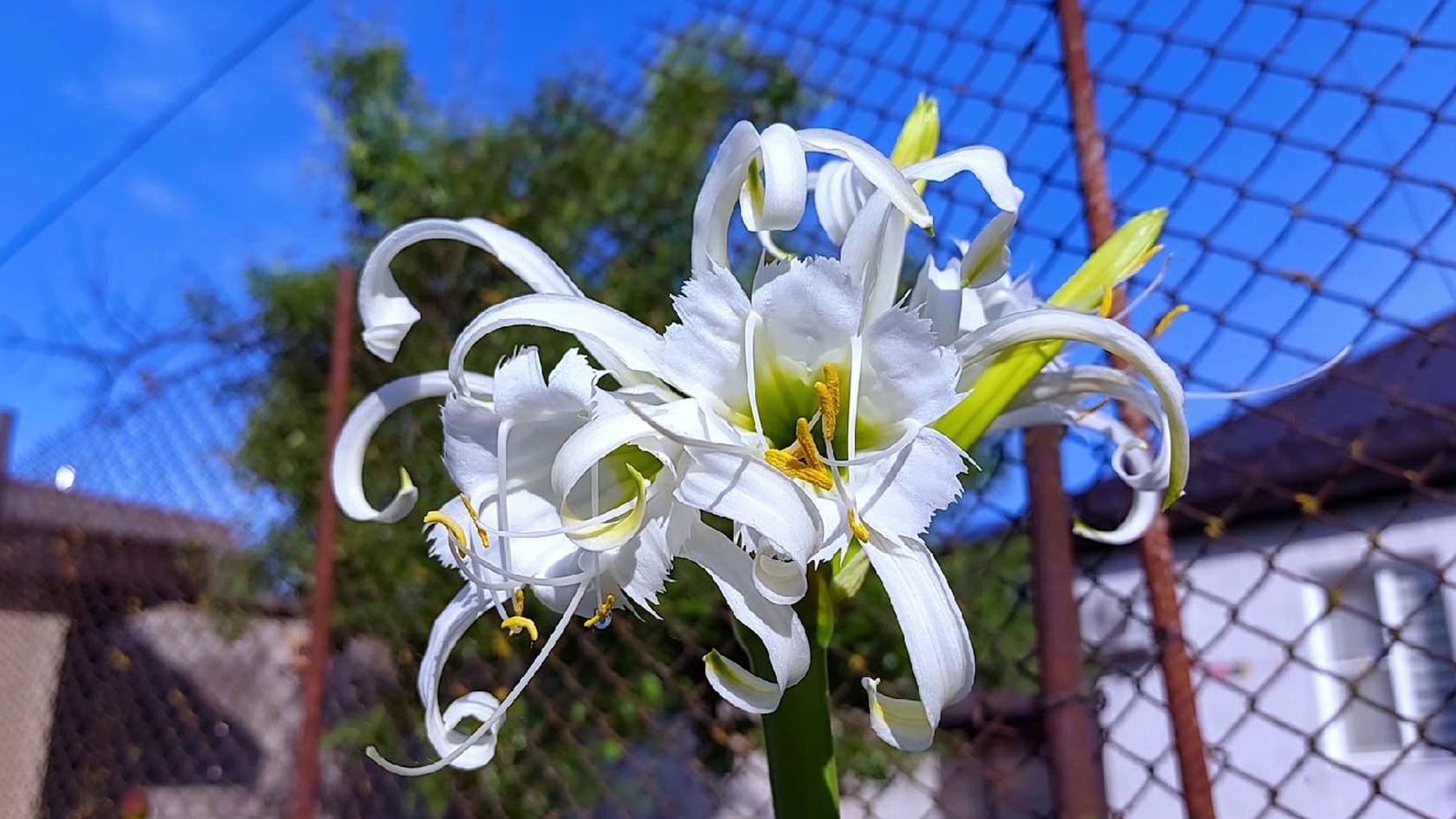 Ой, цветет... смотреть онлайн