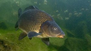 Самые популярные и надёжные способы привязать дополнительный поводок.