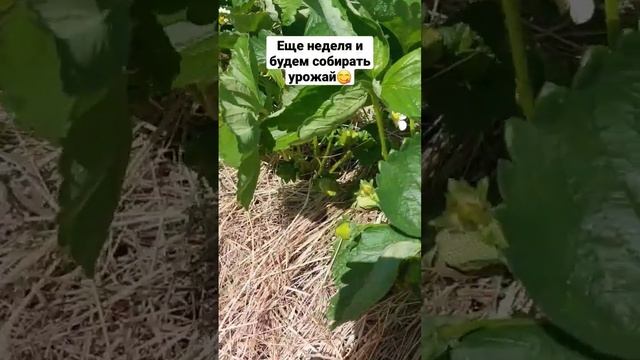 Клубника в Поволжье 21.05.2023 г. название сорта в конце смотреть онлайн