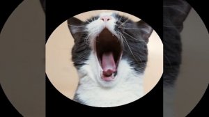 Котик. Александр Рыбак.