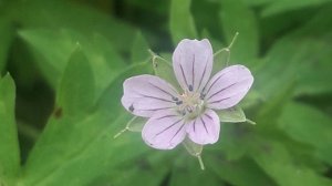 192. Герань сибирская - Geranium sibiricum