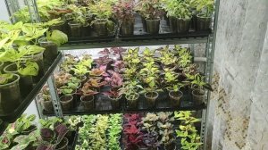 Черенки колеусов укоренились 100% что дальше. Как вырастить шикарные кусты зимой.