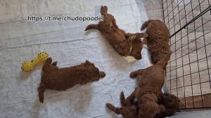 Милые щенки ждут переезда в новый дом