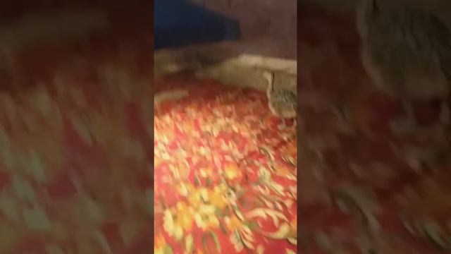 Калган шожелер усыдан улкен шоже алын