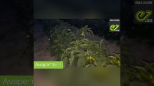 Отзыв клиента_Перец Амаретта F1