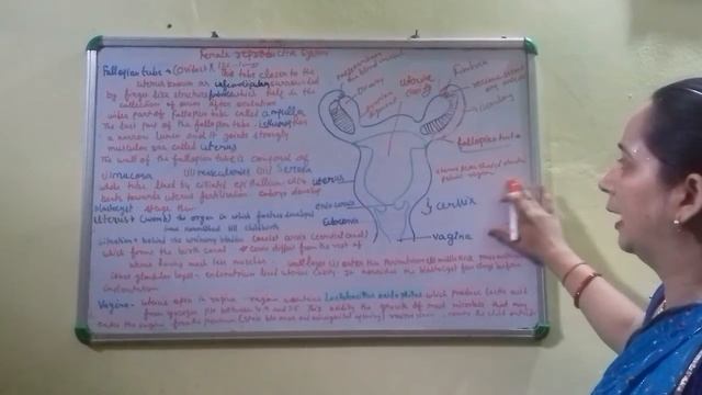 Class 12 | chapter 3#HumanReproduction| Lecture 5