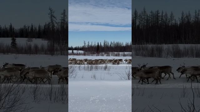 Красота Ямало-Ненецкого автономного округа #gazprom #yanao #reindeer