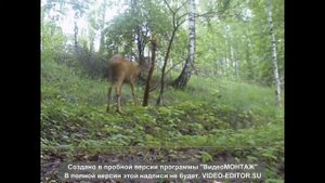 КАДРЫ С ФОТОЛОВУШКИ