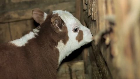 д/ф «Буров и Буров», реж. Павел Селин