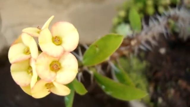 COROA-DE-ESPINHOS - Meu jardim ! смотреть онлайн
