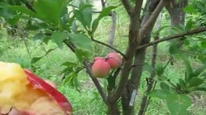 Слива Гайя