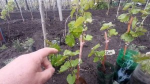 Ускоренная формировка кустов винограда. Необходимость и способы