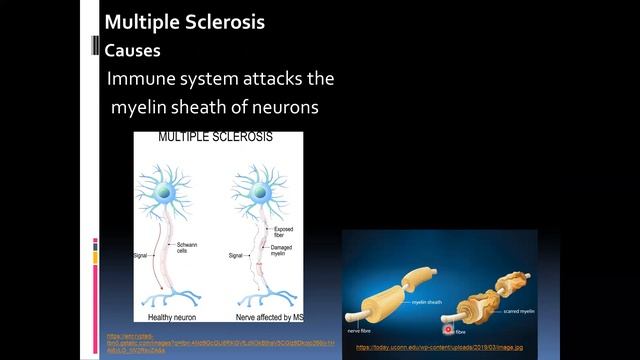 Nervous system 3 of 7 Synapses, diseases of the CNS and receptors