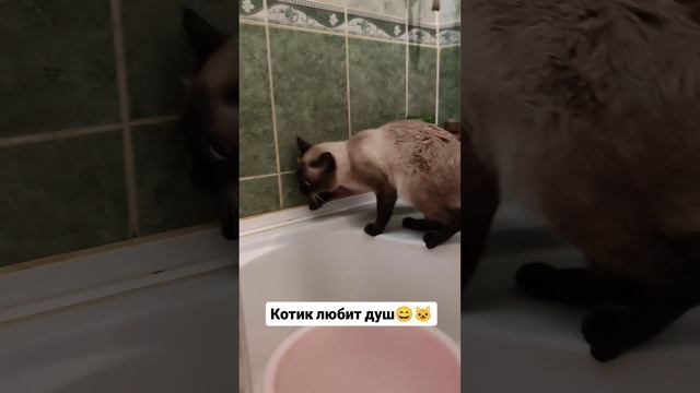 Кот любит душ 😄🐱