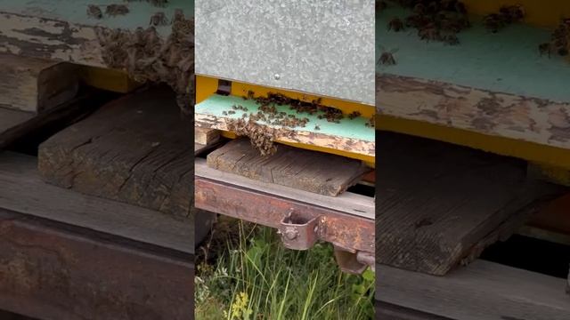 Мед с любовью из Омска и Пчелы