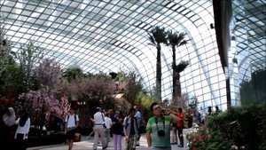 Сингапур. Цветение Сакуры.Цветочный купол/Singapore. Blossom Bliss. Flower dome